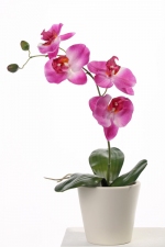 Phalaenopsis 44cm